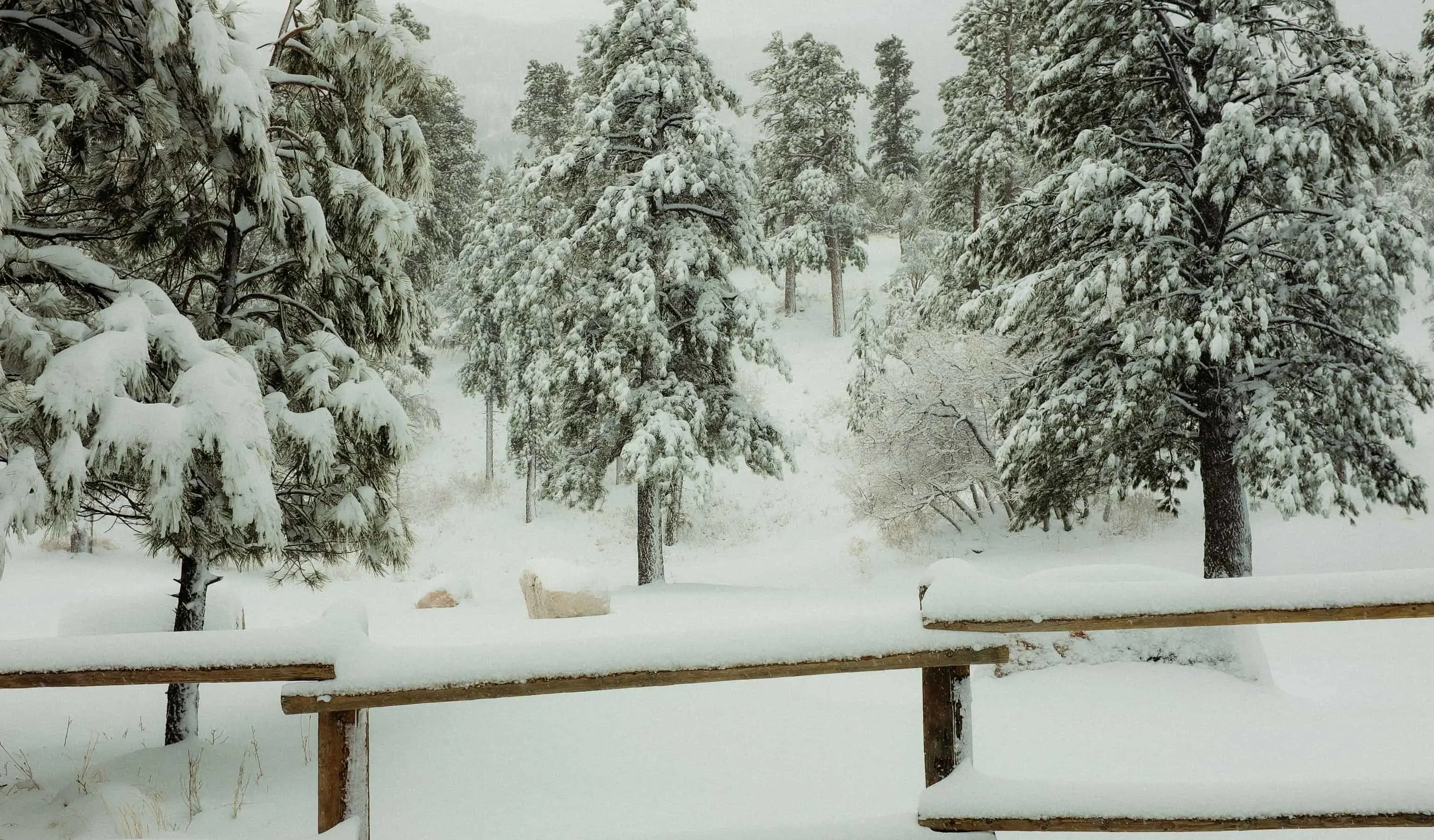 With Us in Our Loneliness