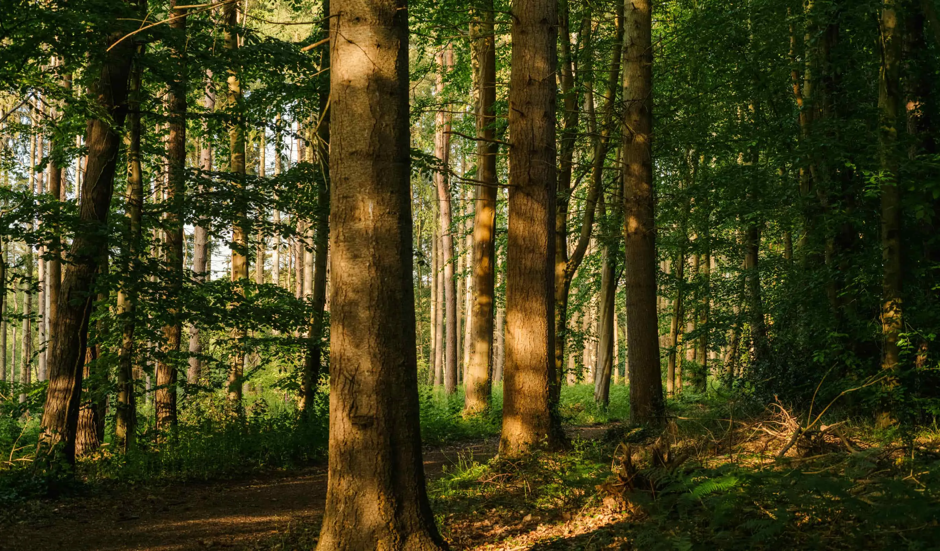 A Rich Life of Gratitude